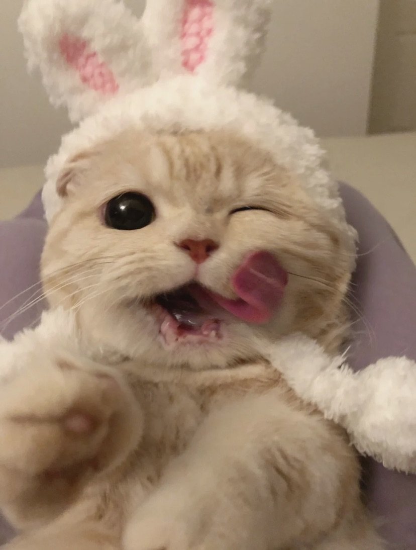 pic4Cat's tweet photo. https://t.co/dDEKTffuoR