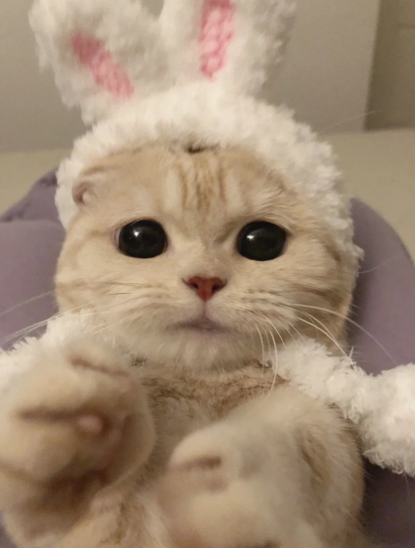 pic4Cat's tweet photo. https://t.co/dDEKTffuoR