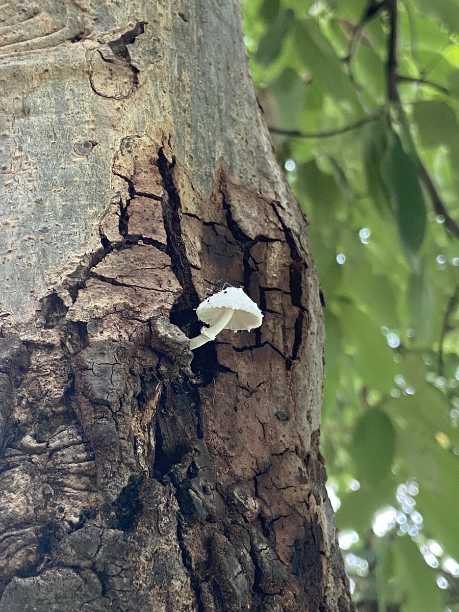 quotyz's tweet photo. What's more interesting than exploring the nature.

#nature 
#mushrooms 
#trees https://t.co/RO4bUysaOG