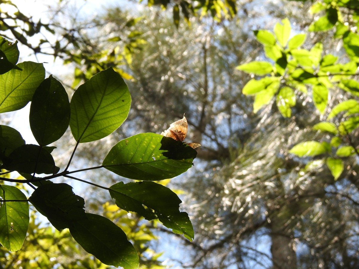 noco2_sisters's tweet photo. 石垣島＆西表島で出会った生き物たち⑦🌱
【虫編】
1-コノハチョウ
2-イワサキカレハ(ヤマンギ)幼虫
3-オオゴマダラ 幼虫
渓流で羽を休めるコノハチョウ。きれいだけど、天然記念物なので採っちゃだめ🦋

⚠違法採集や過剰撮影を防ぐため、場所は記載しません
⚠生き物に配慮して観察・撮影しています https://t.co/ttXnrLMVgA