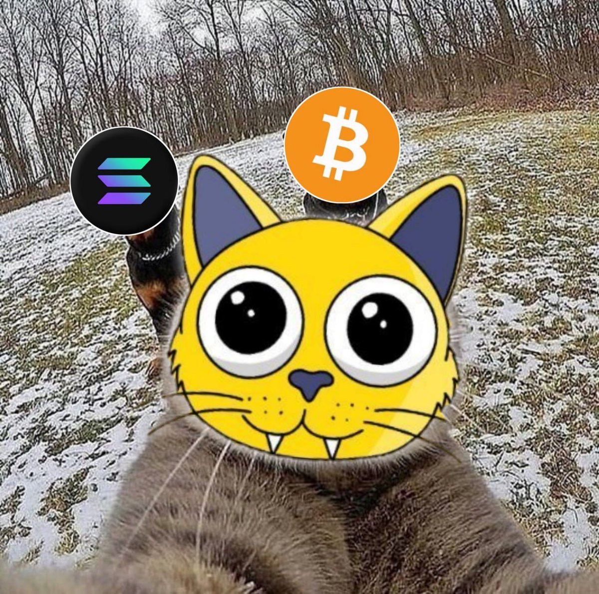 CatsonOnSol's tweet photo. @minigangsol Snipped on $Cat is better 

#CatOnSol $CAT https://t.co/cTZvqnOQz3