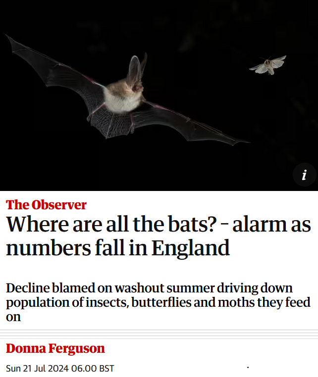 aashisjo's tweet photo. Where are all the bats??

They’re dead.

Let’s not feign innocence &amp; blame the rain. *WE* wiped out insects &amp; starved them.

And unless we end our overconsumption &amp; extractive relationship with nature, we will wipe out a lot more life from an already depleted biosphere. https://t.co/rk0r6fJzdw