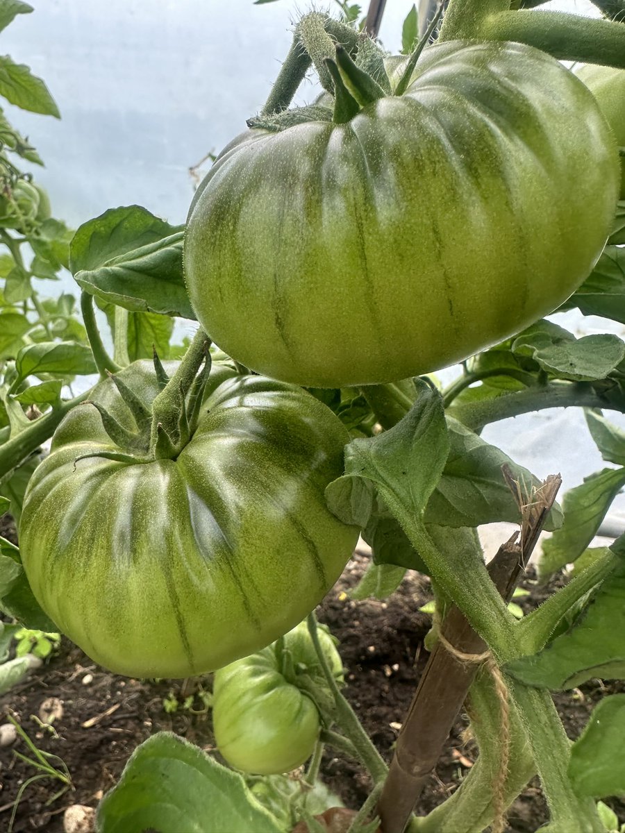 The tomatoes are finally starting to ripen. Such a late year again but there‘s the sweet promise of an Indian summer in the UK so all hope is not lost
#gardening #GardeningTwitter #allotment #HealthyEating #HealthyFood