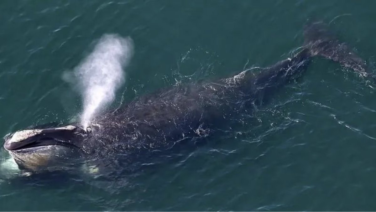 Rare North Atlantic right whale spotted off Donegal coast! 🌊🐋
#Whalewatching #protection #marine #conservation #Donegal
Link: ashored.ca/blogs/times-ta…