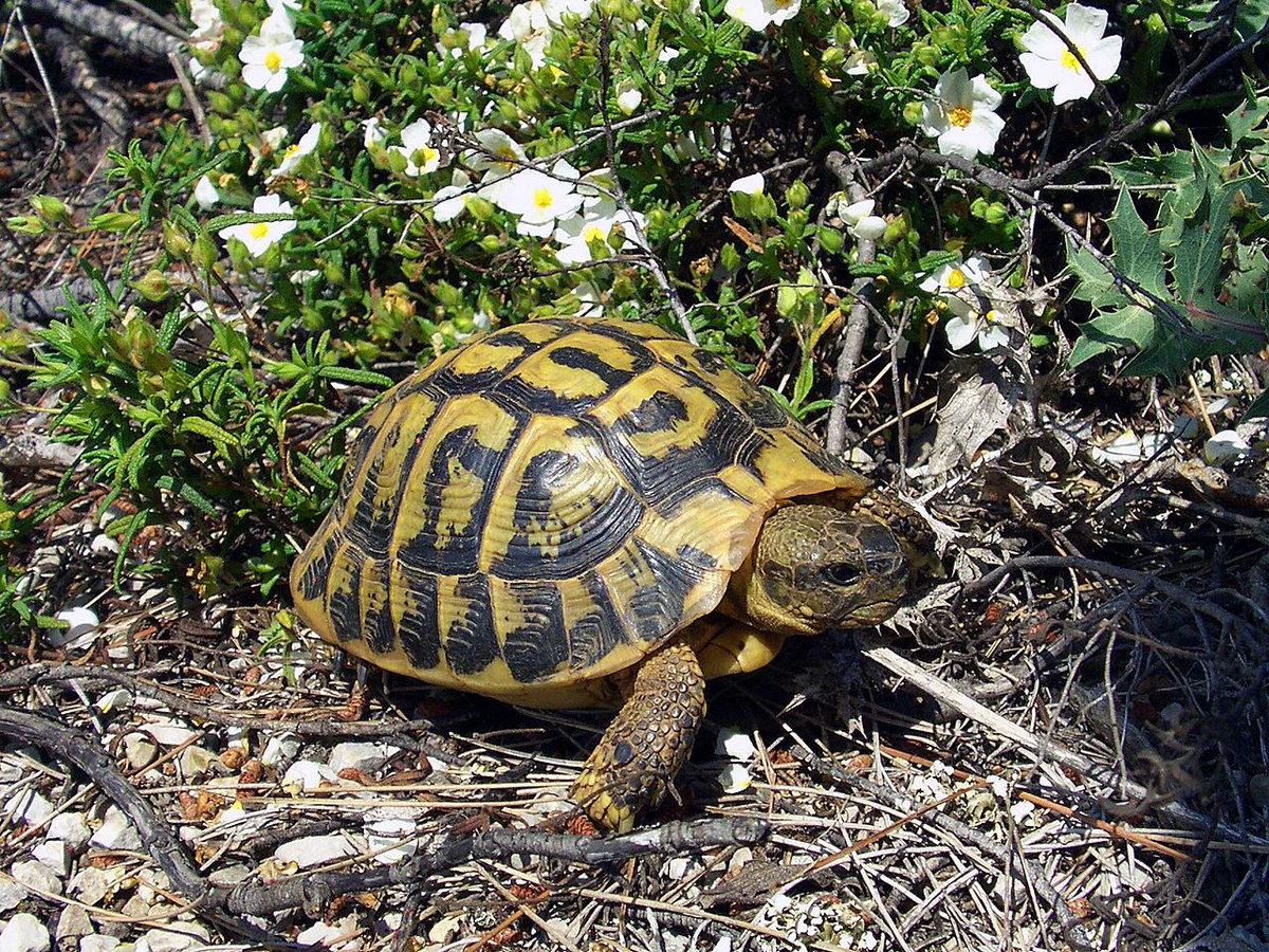 Federación FAUNA tweet media