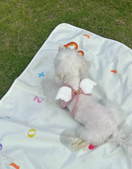 太陽の下で走るのはとても美しいです 私はこんな元気な子犬が大好きです とてもうれしかったので、足が地面から離れ、おさげが舞い上がりました。 大きな犬と遊びたいけど臆病な姿がとてもかわいいです