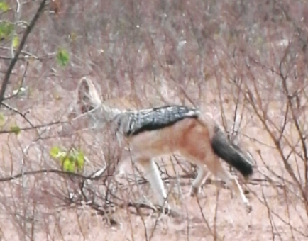 LatestKruger's tweet photo. 11:55am
1 Black-backed Jackal on the move
H1-6, 1.6km S of S95, S entrance junction
Near Letaba
5/5
Tinged by Birdstalker_Bingo https://t.co/VpU7bcVMS1