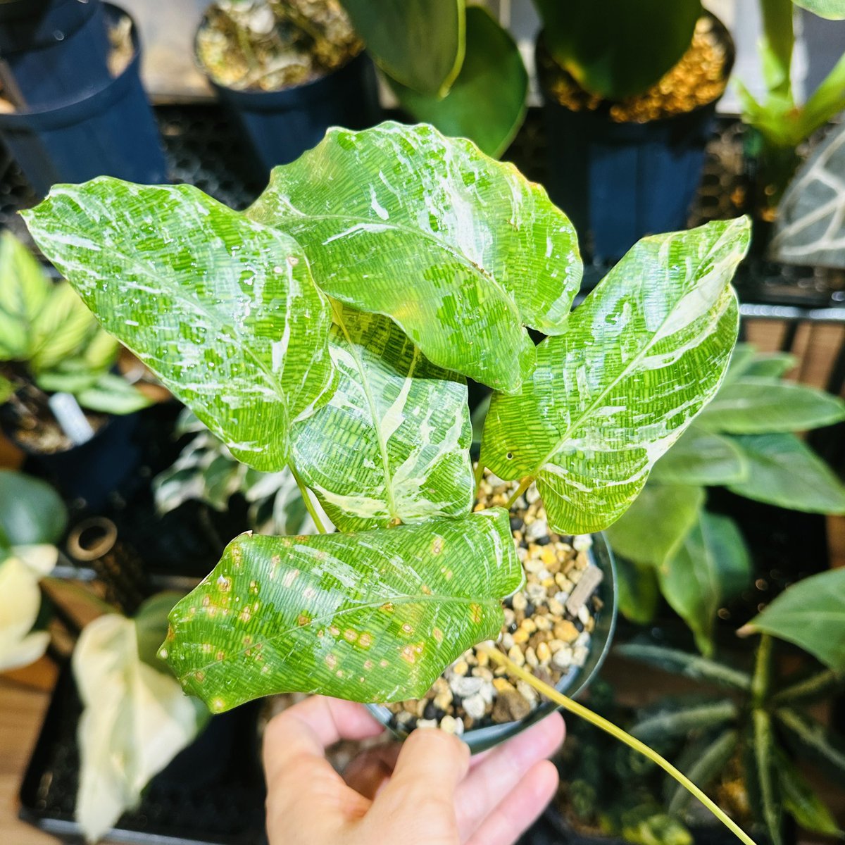 カラテア ムサイカ 斑入り 観葉植物】カラテア ムサイカ 3.5寸鉢