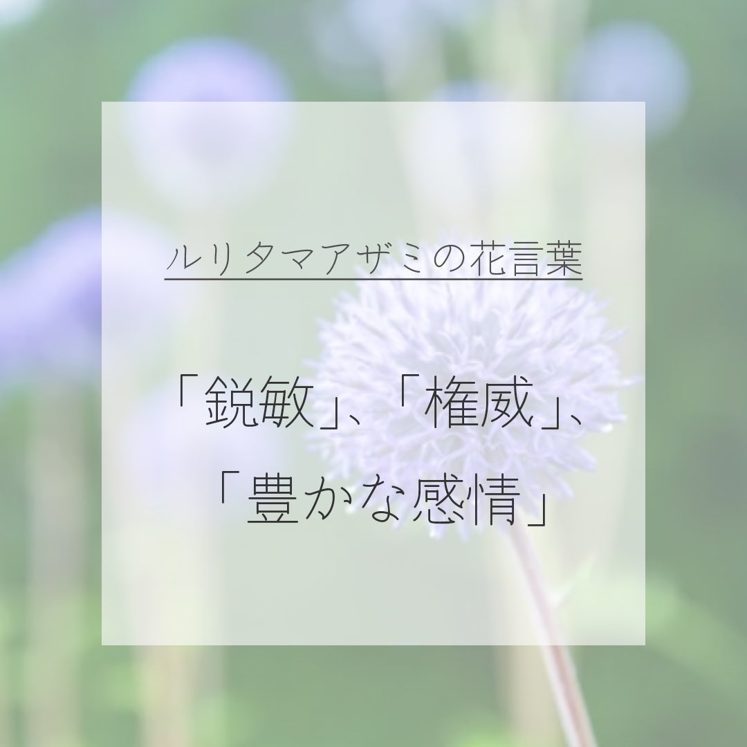 itismizu's tweet photo. 7月11日の誕生花は
ルリタマアザミ* 瑠璃玉薊　(英：Small Globe Thistie)

花言葉は「鋭敏」、「豊かな感情」など

茎の先に小さなボール状の花を咲かせるます。クールな青紫色の花がトゲトゲしていて、大人っぽい雰囲気を持ち、アレンジやドライフラワーでも人気。

#dayday花project #花イラスト https://t.co/tBQy6aUSr1