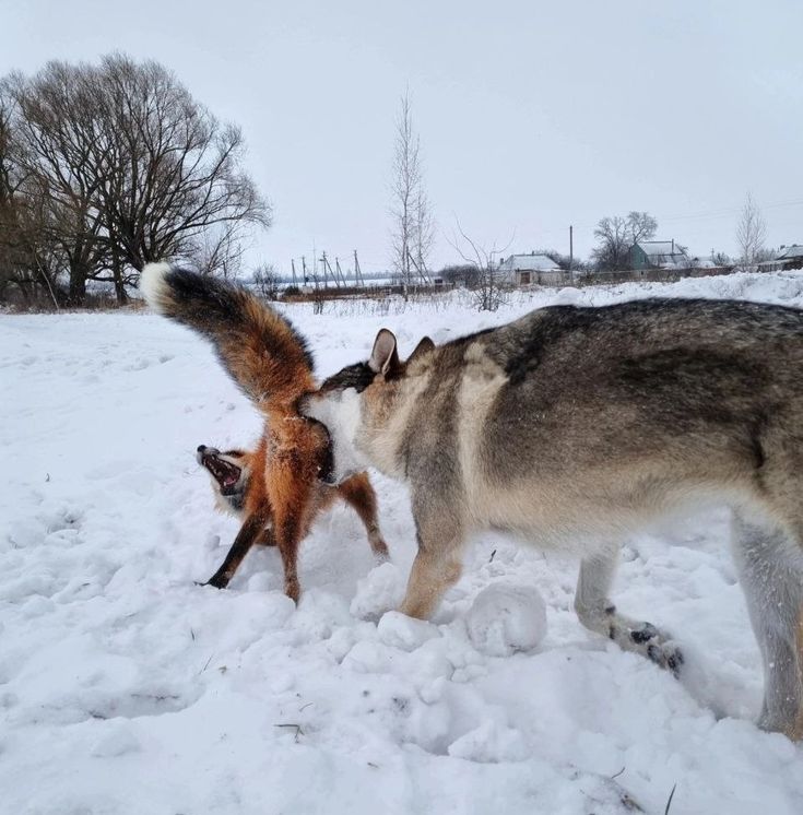 #сероволк'и в дикой природе удивительны