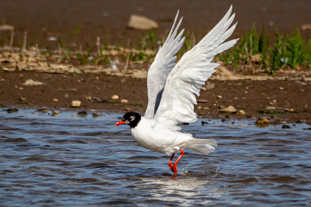 Med Gulls are certainly much more attractive than their so called Black headed Gull relations. Harper’s Island, yesterday. <a href="/DorothyHeaphy/">Dorothy Heaphy</a>