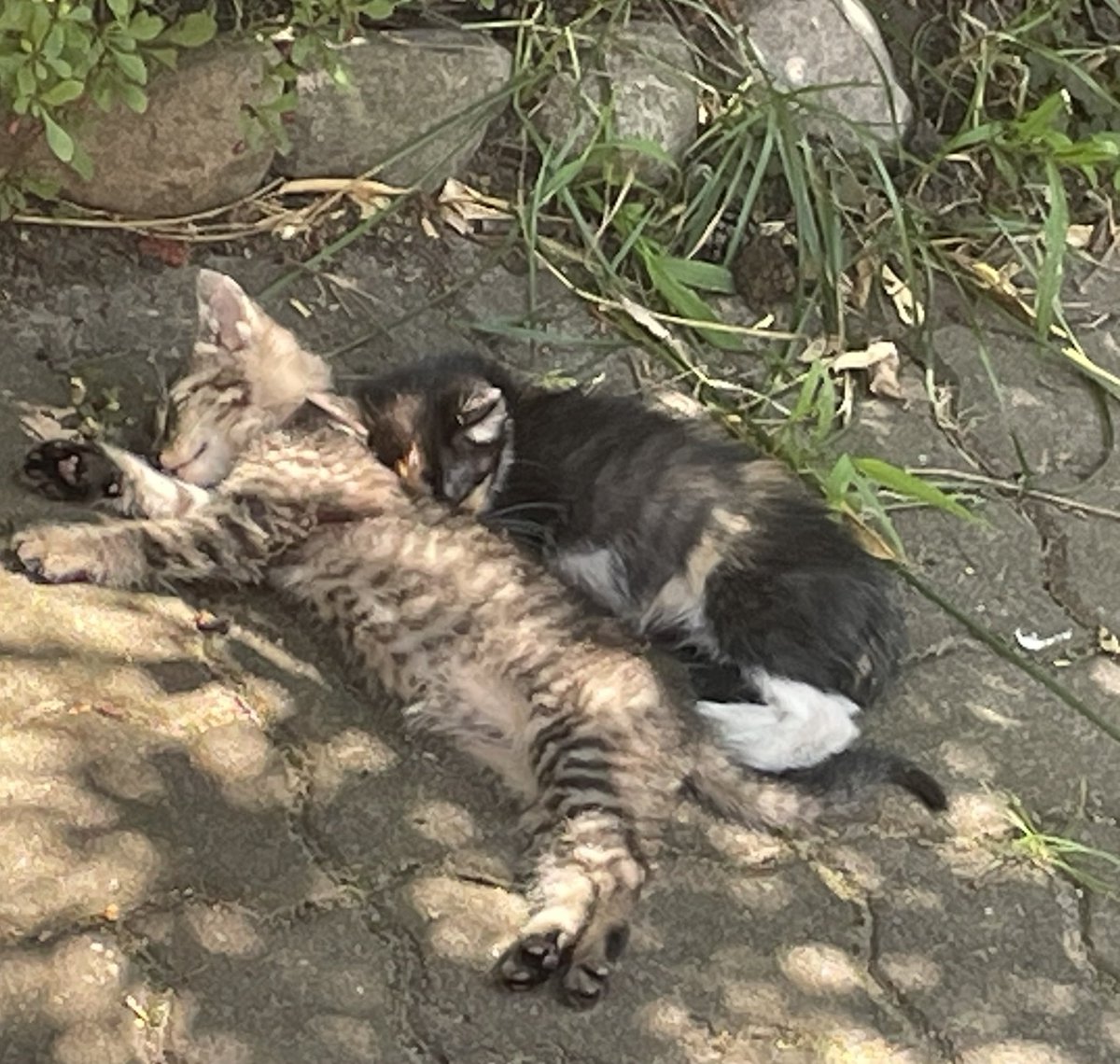 Lila15607473's tweet photo. Jak wiecie kocham koty. Oprócz kotów w domu, dokarmiam inne tzw „ dzikie” a ja je nazywam ogrodowe. Niestety jedna kotka przyprowadziła do mnie swoje kociaki. Oczywiście wykarmię i wychowam ale szukam im domów. Może ktoś, coś…może choć podajcie dalej https://t.co/Rq8HZrOpUI