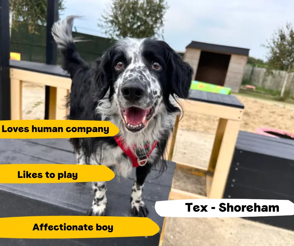DogsTrust's tweet photo. Tex has a calm, sensitive nature who enjoys gentle fusses from his favourite humans! He can take a while to come out of his shell but will soon show you how much he loves a game of tug!💛
@DT_Shoreham📍 https://t.co/jcxQX5yivE https://t.co/GkCcwQ1OaL