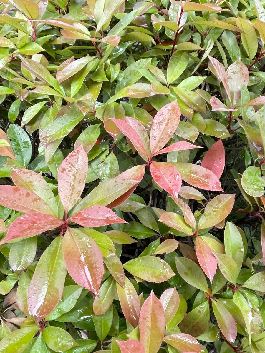 Laughingpearw's tweet image. It’s raining, and I’m not just talking about the weather.