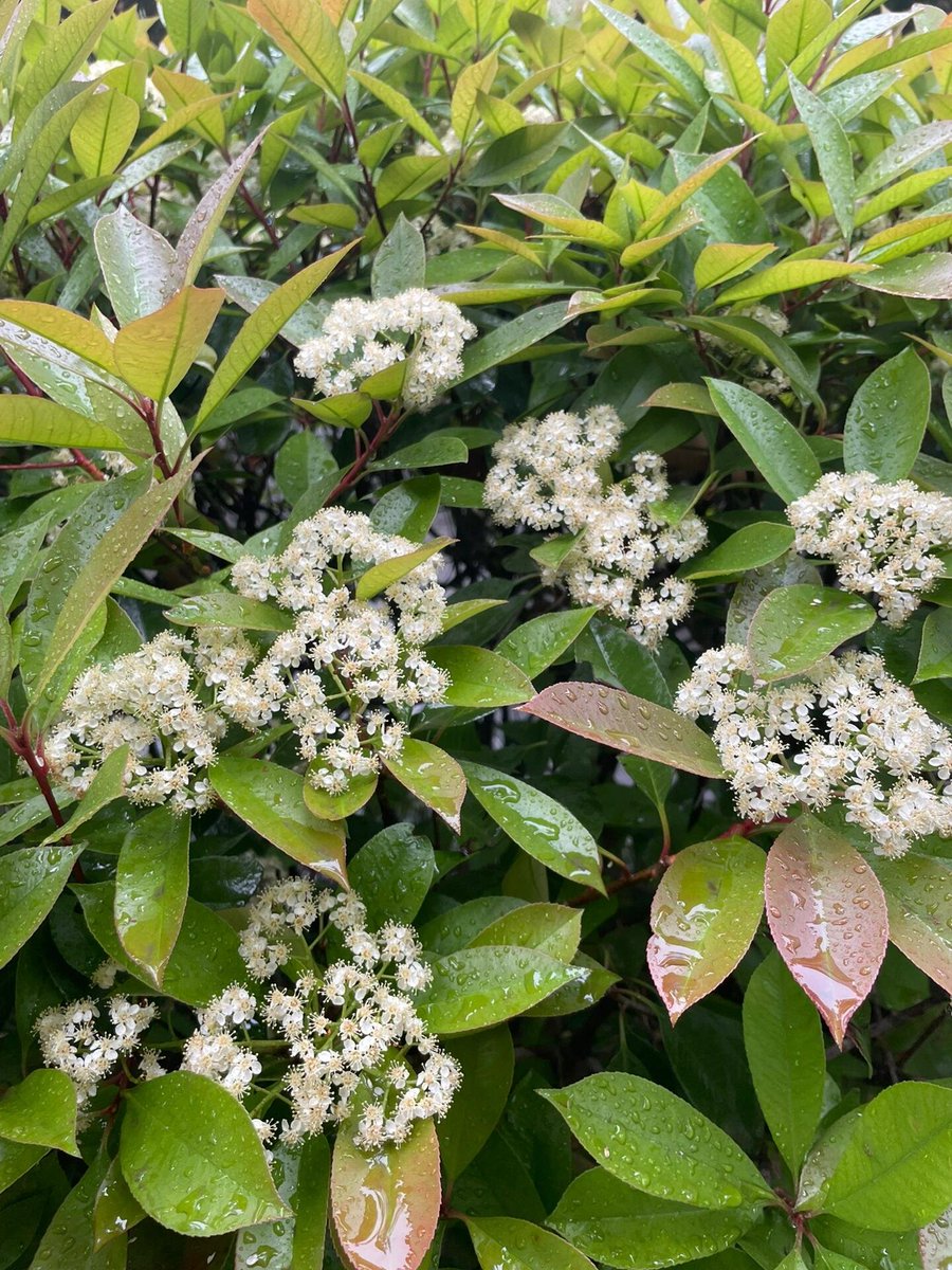 Laughingpearw's tweet image. It’s raining, and I’m not just talking about the weather.