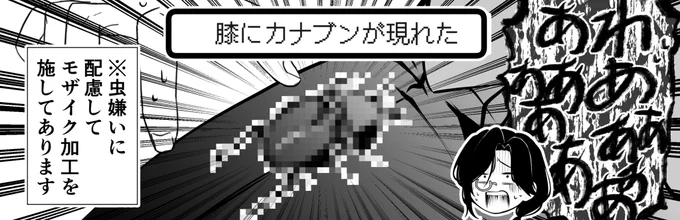 急に膝にカナブンはびっくりする 