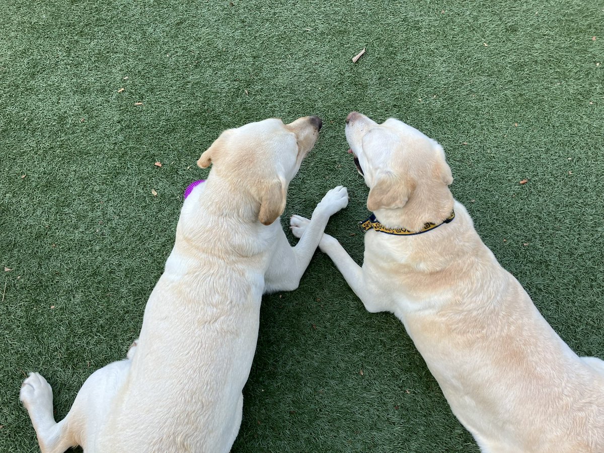 SweetFrankFC's tweet photo. 手と手を重ねて何を話してるんだろ?

#Labrador #Frank #ラブラドールレトリバー #ラブラドール中毒 https://t.co/nv5aRZk0UC