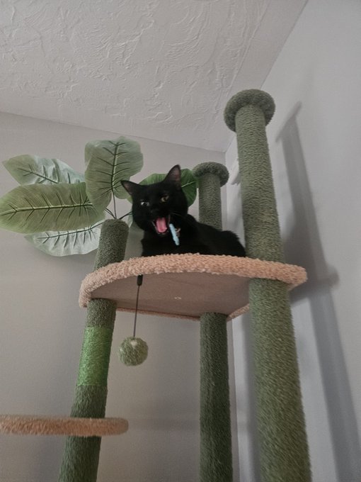 Long time followers may remember a tiny kitten I rescued in the night with a broken pelvis. She was adopted