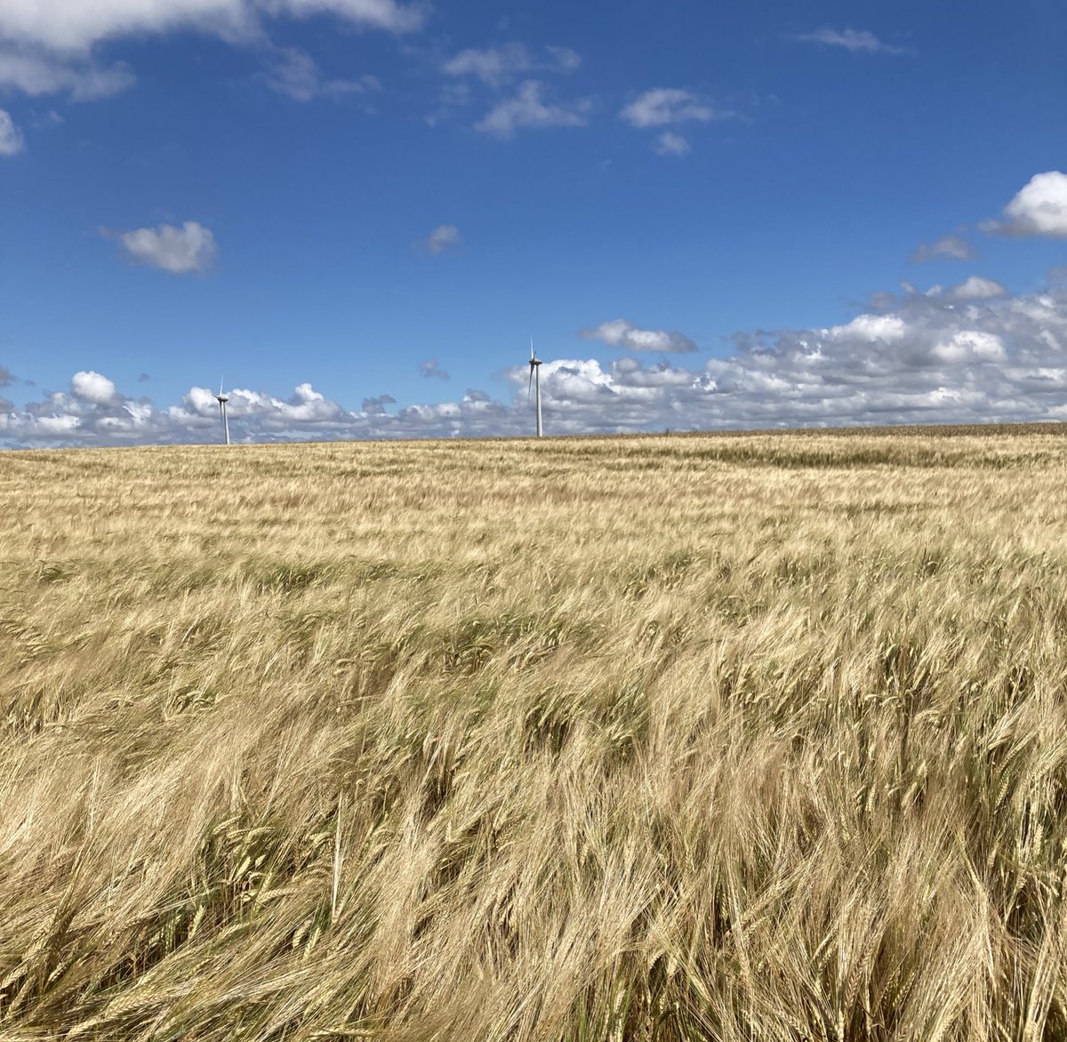 brunotdlb's tweet image. #SpringBarley #FieldsOfGold