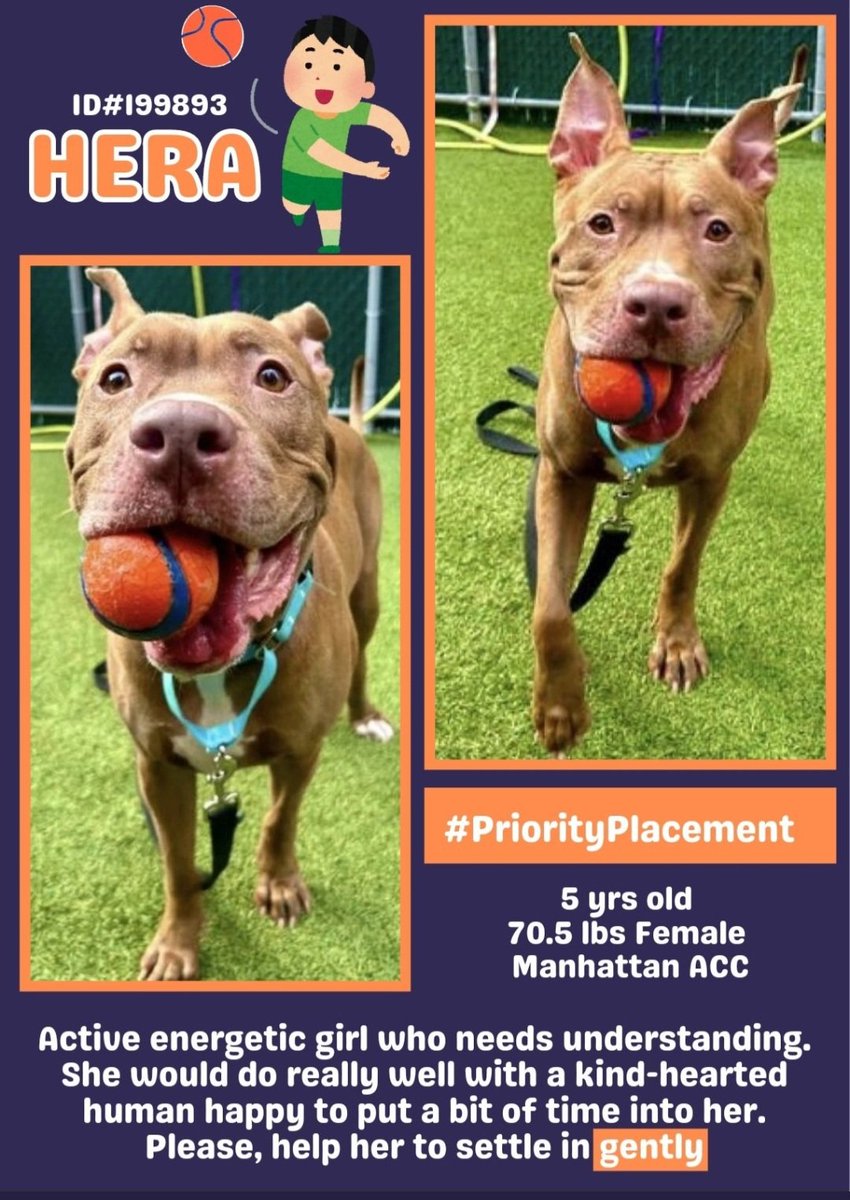 TAV4NYCACCDogs's tweet photo. Hera 199893 5 yrs old
#NYCACC
She survived pneumonia and is still looking for a hero!
#PriorityList
Please give Hera a chance!
#pledge #foster #adopt https://t.co/MlcRNU7fHT