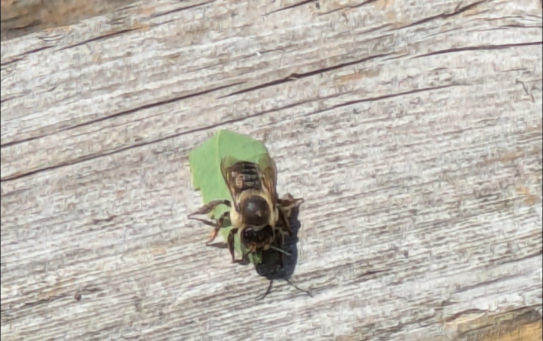 DarenForeman's tweet photo. ⁦@georgecmcgavin⁩ can you tell me what this is, and why it’s carrying a piece of leaf with it? https://t.co/QVGnLoFdqN