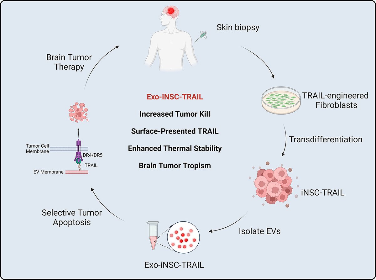 JCRnEDITORS's tweet image. Auto-loaded TRAIL-exosomes derived from induced neural stem cells for brain cancer therapy.
| Andrew Benson Satterlee @DPMP_UNC |
[50 days&apos; free access]
#exosome #NeuralStemCell #TRAIL 
authors.elsevier.com/a/1jK6t_3r0J6-…