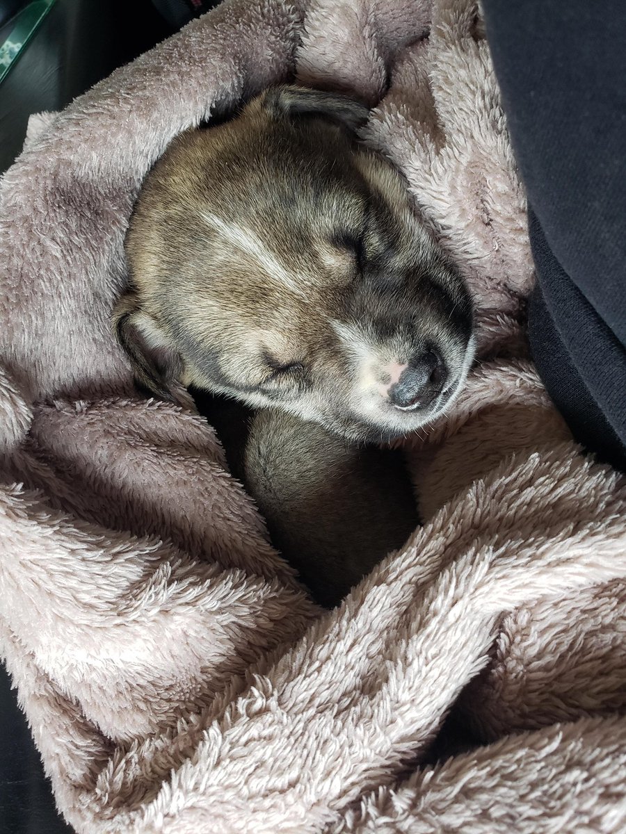 ✨VALCO✨
Cachorrito de 2 meses de edad, come alimento sólido y esta aprendiendo a usar paños para hacer sus necesidades. Es un bebe super dormilón pero cuando se despierta lo único que quiere es jugar y correr. Le gustan mucho los mimos y es super compañero💕