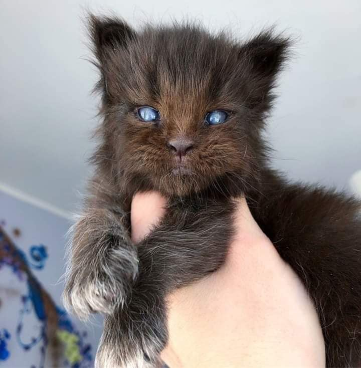 FabulousWeird's tweet photo. I need the coolest name! All ideas are welcome! 🖤 https://t.co/ZqKTtPIcy7