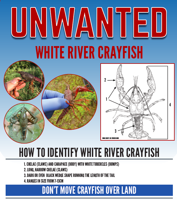 Dr. Crayfish tweet media