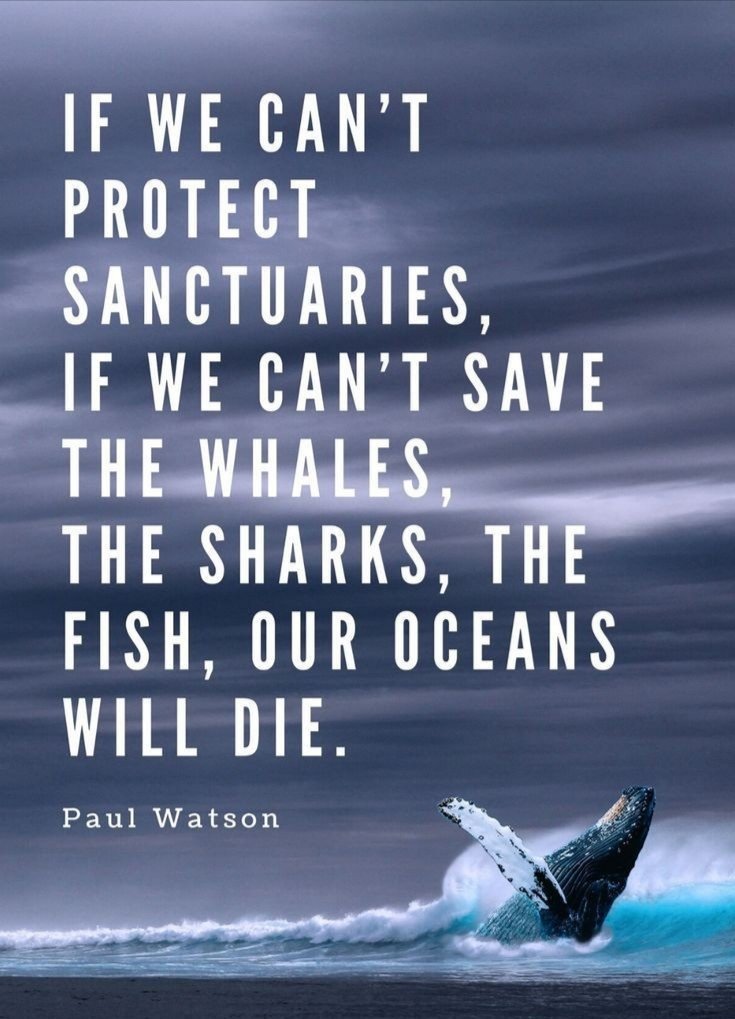 #freePaulwatson
Please Email your Danish Embassy in the UK 🇬🇧 Lunamb@um.uk
Or contact your Embassy in your country we need world wide support. Captain Paul has been detained and might be extridited to Japan.This man has saves thousands of whales. 
#BoycottwhalingCountries