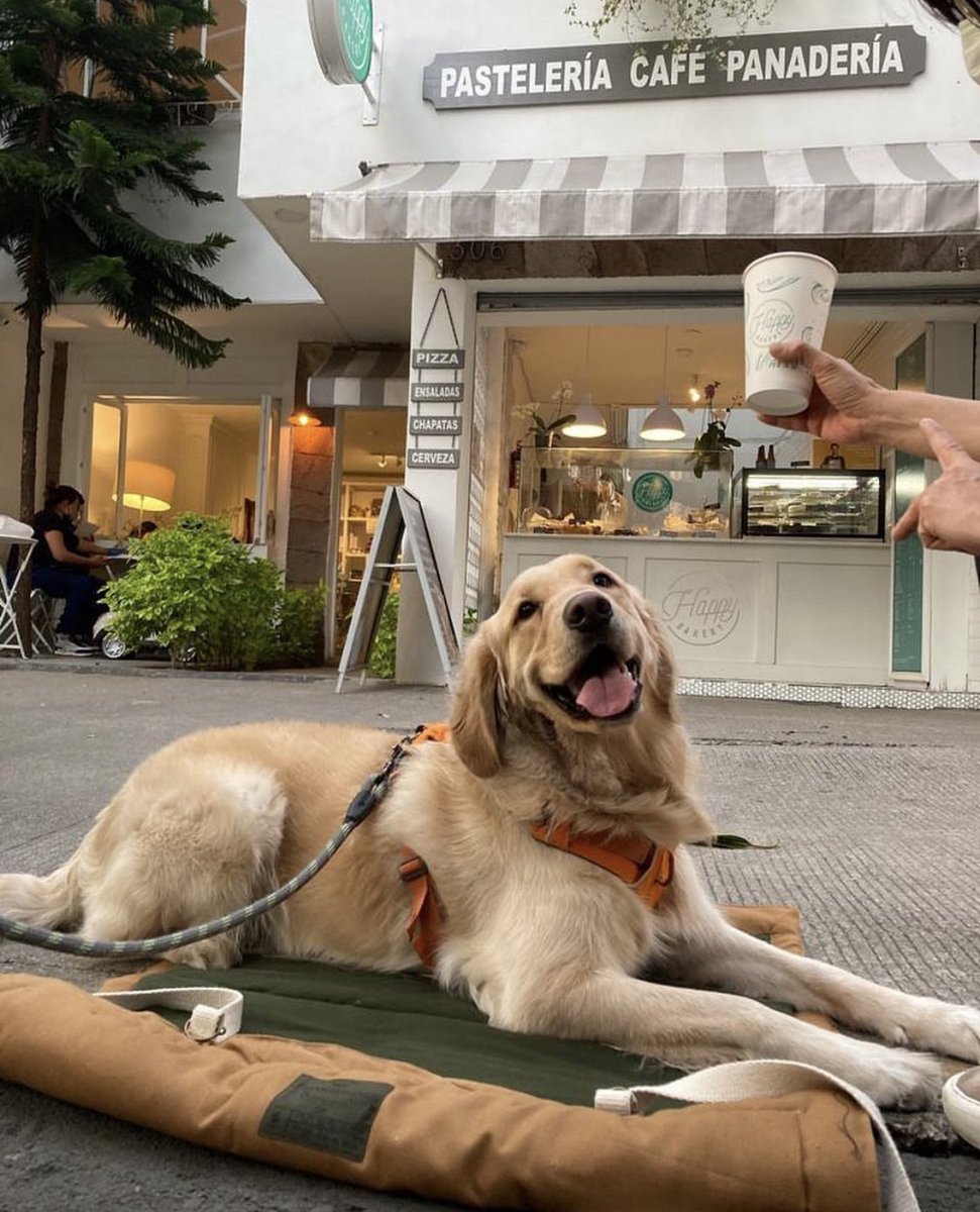 BakeryMexico's tweet photo. 🐶 ¡Feliz día del perro! Recuerda que lo festejaremos el próximo sábado 27 de julio.
Habrá carrito de helados para perrito.
Recuerda que somos perfriendly.
📍Parroquia 306 @En_laDelValle #petfriendlycdmx #diadelperro #perros #coloniadelvalle #cdmx #alcaldiabenitojuarez https://t.co/RemsYS5k36