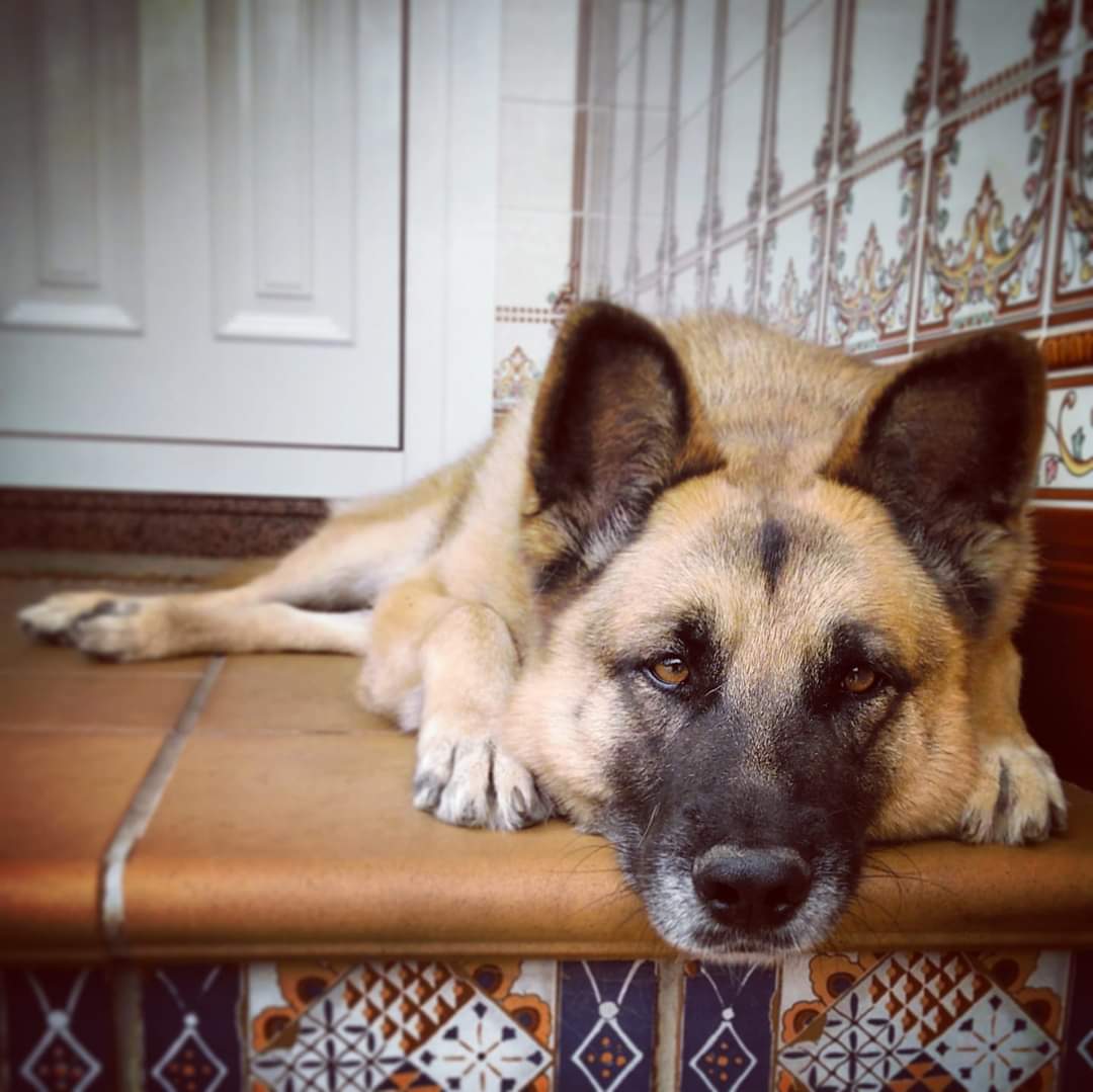 La mirada de un amigo. "Chico" 🙂 #DiaMundialDelPerro