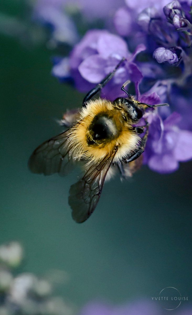 YvetteLouise_'s tweet photo. 🐝💜 If you get tired, learn to rest, not quit.
-Banksy
Camera settings
Canon 6D mark ll
Canon 100mm macro 2.8
f/ 3.5
S. 1/1250
ISO. 640
#bee #beephotography #beephoto #wildlifephotography #wildlife https://t.co/Su1pyYlUy1