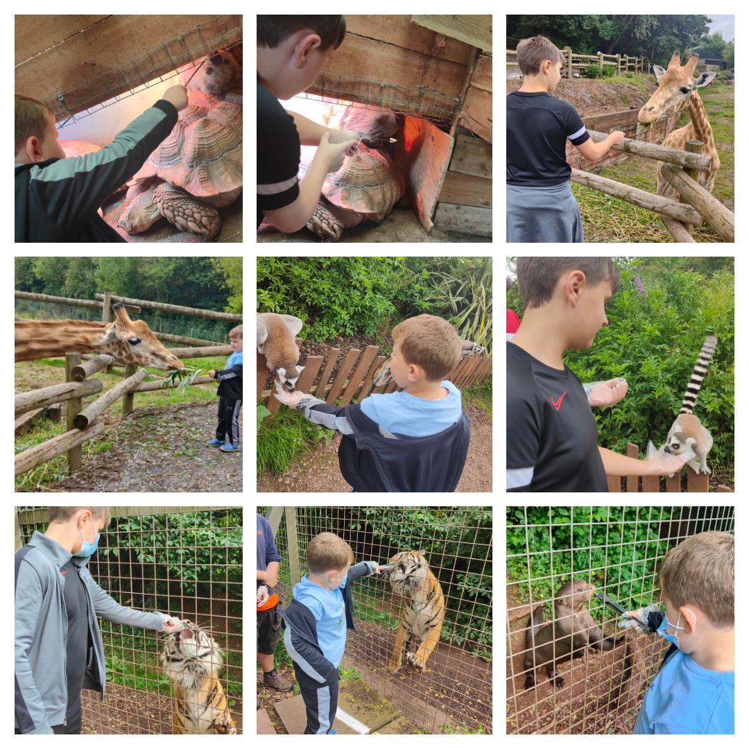 gill_boardman's tweet photo. @HolySpiritWA9 Dan and Ollie have had an amazing day today, hand feeding some of the animals at the zoo for Ollie's birthday. They fed Stanley the sloth, the giraffe, lemurs,tigers, a giant otter and the capybara. Ollie said it was the best day ever https://t.co/2mskCPadid