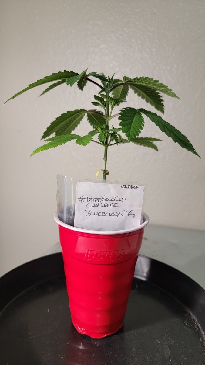 AlienFogMachine's tweet photo. Start wk4 veg #BlueberryOG #TrippySoloCupChallenge @Slim_Jezuz710
@BarneysAms #HLG
#homegrown #growyourown #organiccannabis https://t.co/nJI8GEpNvo