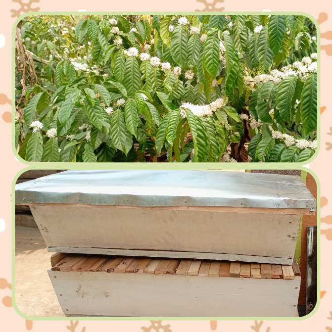kagsnick's tweet photo. There's no coffee production &amp; Productivity without Bees. Tap these bees (In June/July) near or into your coffee plantation for increased productivity and Income Security. 1 litre of Honey is today about Ugx. 30k and one productive bee hive will yield about 5Litres. #Farm wz Kags https://t.co/mVfFE95pdO