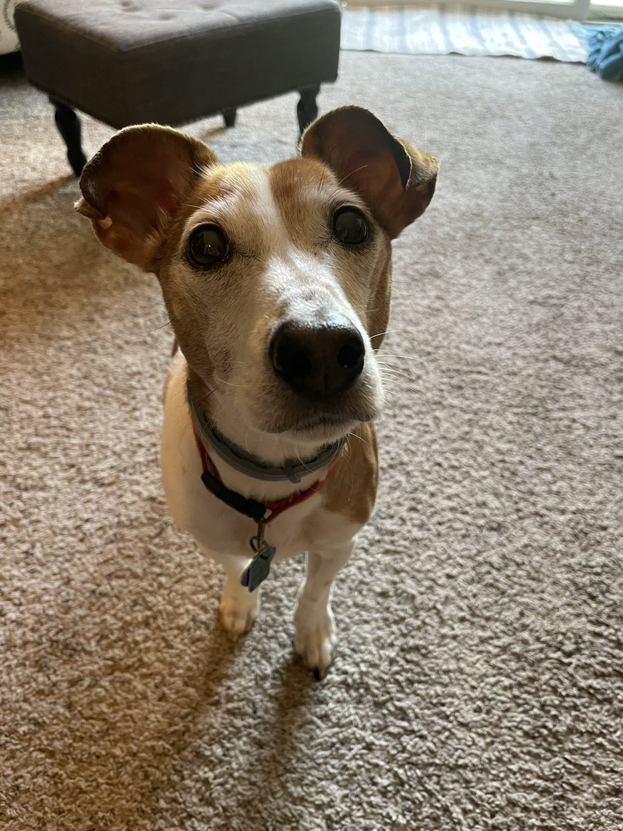 For those of you who don’t follow me on Instagram or FB, I wanted to share the passing of my beloved pup, Shakespeare. He was the best writing buddy and such a good boy.