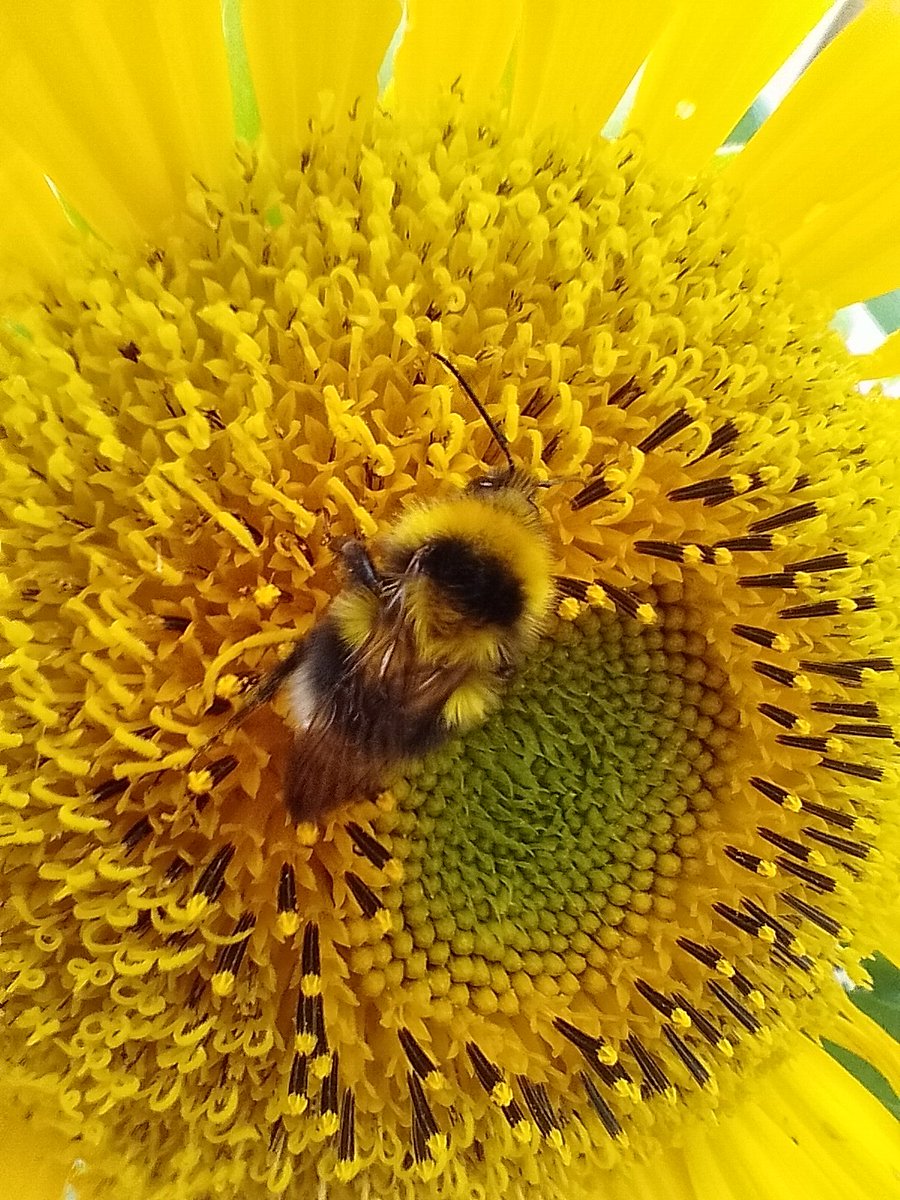 Good Pollen Man