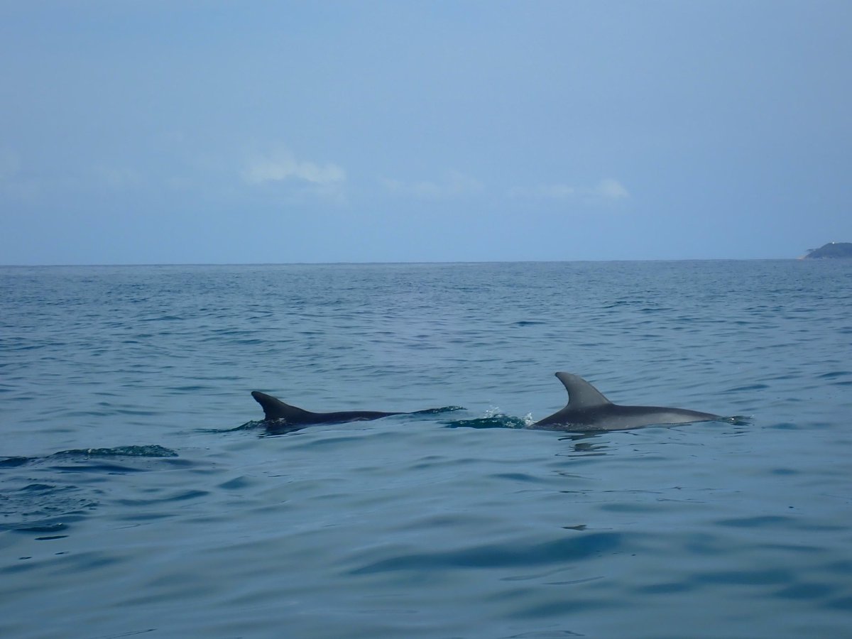 A great start to our week in Sodwana bay with <a href="/opwall/">Operation Wallacea</a>. A quick refresher dive for the qualified team followed by an orientation boat ride to learn launch and landing. Bonus was the bottlenose dolphins!! 🐬