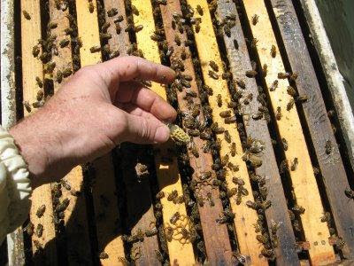 noahlarson72452's tweet image. Checking on the hives today. The queen is thriving and so are the bees! 👑🐝 #HiveCheck #BeekeeperLife #PortlandBees