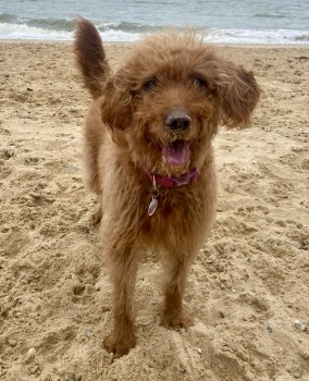 millypod1's tweet photo. 🆘20 JUL 2024 #Lost FERGIE #ScanMe
Missing from dogsitter whilst owner away😢
RED/ BROWN Labradoodle Female
Widmore Drive #Adeyfield #HemelHempstead #Hertfordshire #HP2
https://t.co/oS6P9JzpFG https://t.co/n5AHl6HY7q