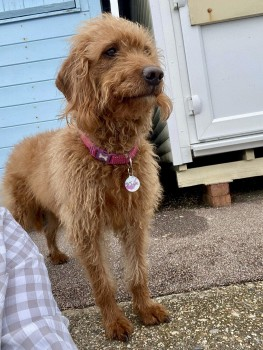millypod1's tweet photo. 🆘20 JUL 2024 #Lost FERGIE #ScanMe
Missing from dogsitter whilst owner away😢
RED/ BROWN Labradoodle Female
Widmore Drive #Adeyfield #HemelHempstead #Hertfordshire #HP2
https://t.co/oS6P9JzpFG https://t.co/n5AHl6HY7q
