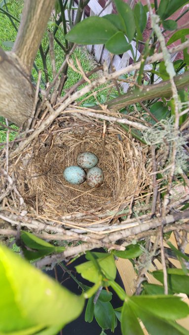 The tornado in May destroyed the nest and baby birds in my grapes. My grapes themselves are also no more