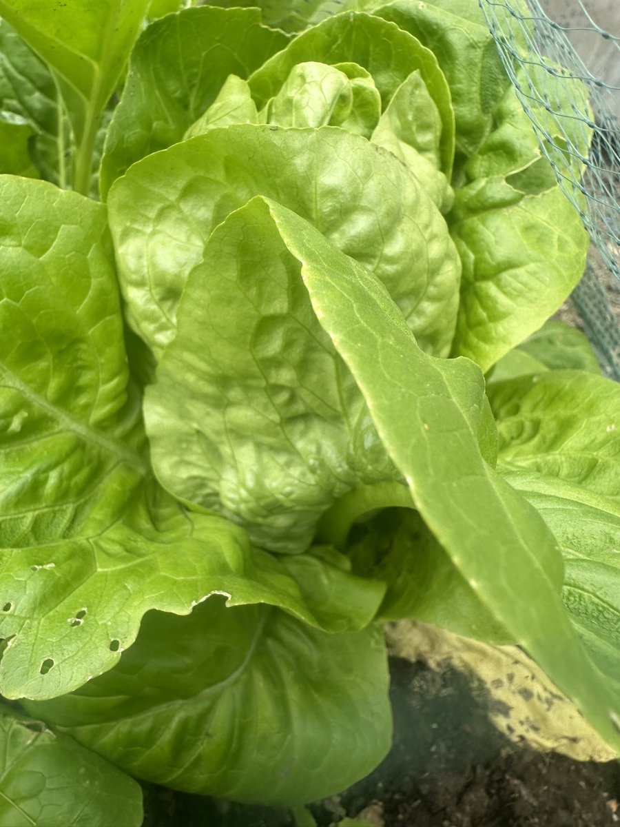 Picking this yummy lettuce for supper tonight. One of the few plants the slugs didn‘t decimate 
#gardeningtips #gardening #gowyourown #allotment #kitchengarden #HealthyEating #HealthyFood #Food