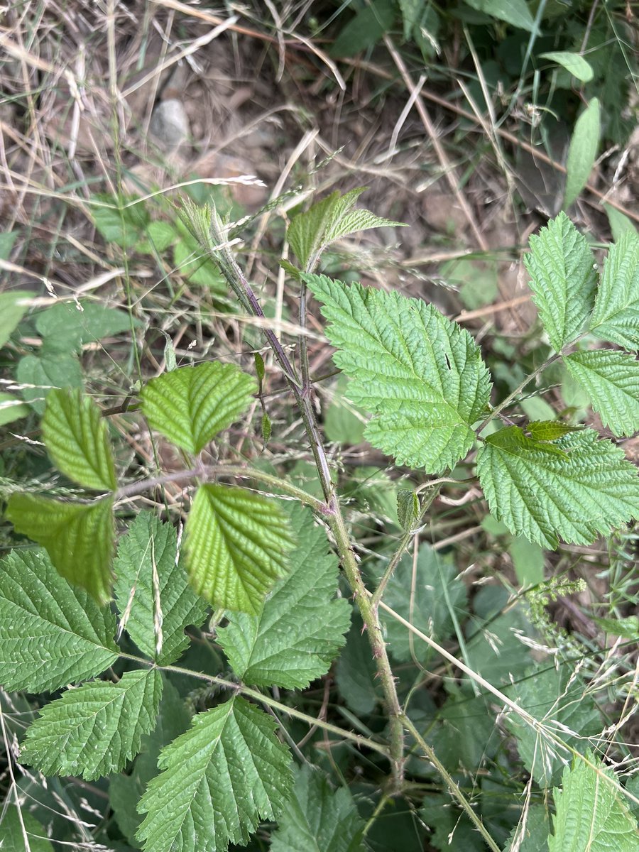 نبات العقَش