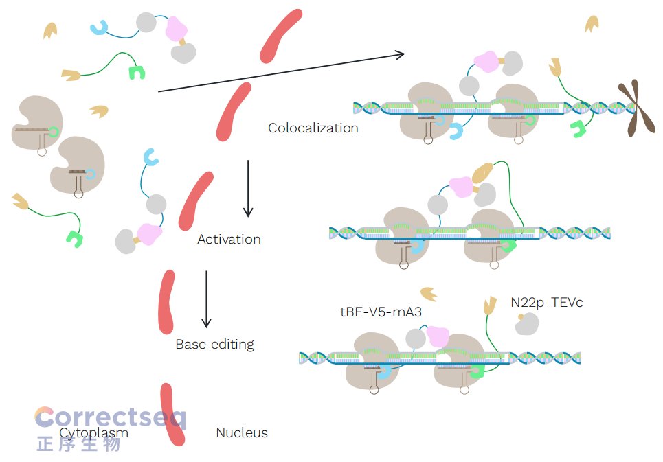 Correctseq's tweet photo. Recently, as the world's first base editing therapy for hemoglobinopathies, CS-101 of @Correctseq  was included in the EHA2024 Scientific Congress Report for its safe and efficient base editing technology and the promising clinical results.@EHA_Hematology https://t.co/0AY0ad0ETD
