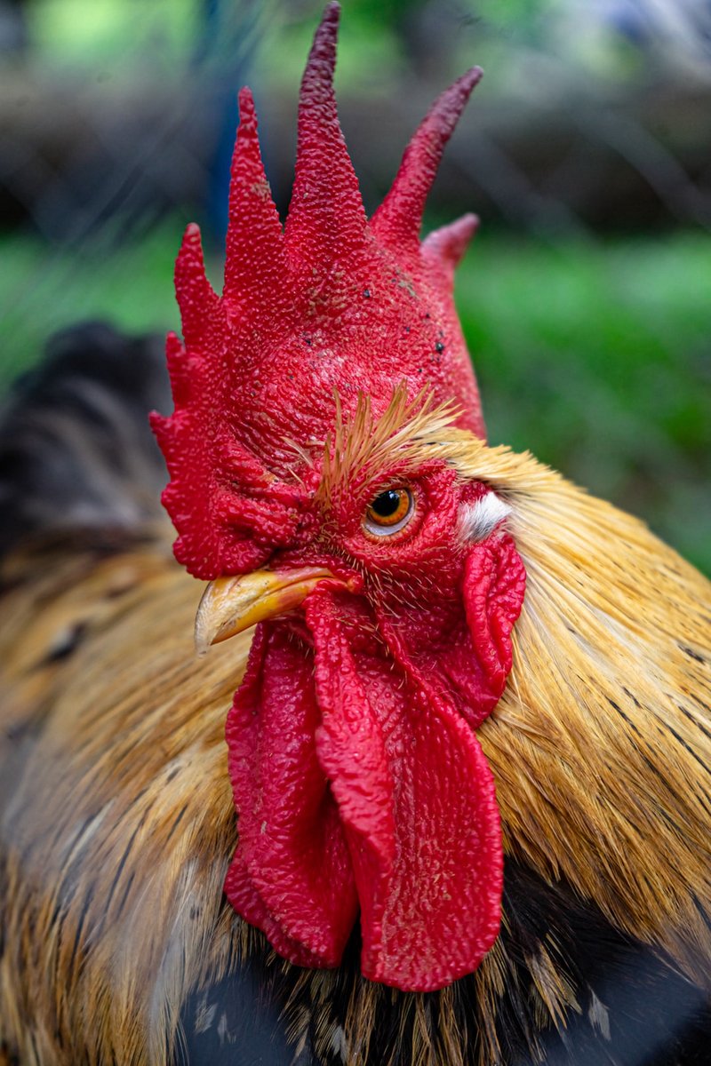 nuvidummy2's tweet photo. HBTM #roostertesting
Photo by Arib Neko on Unsplash https://t.co/NU8CGLYUcs
