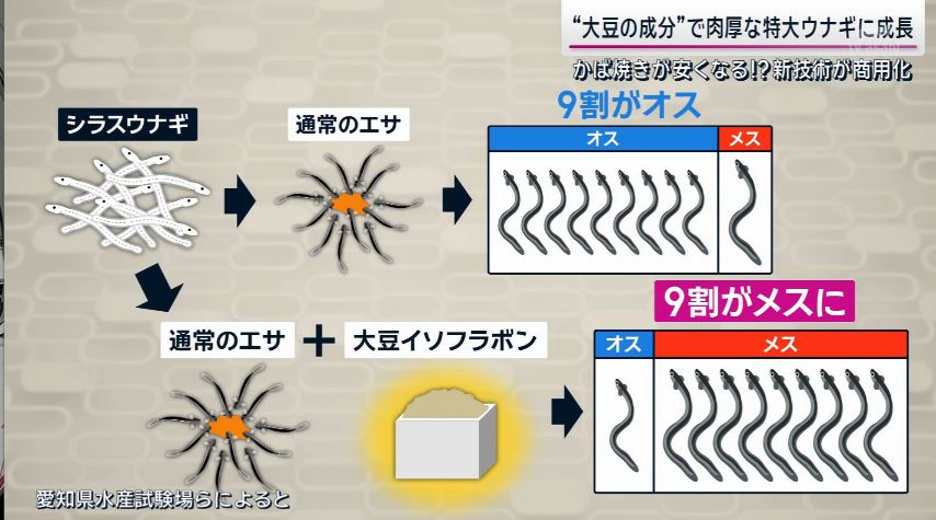 yuruhuwa_kdenpa's tweet photo. シラスウナギのエサに大豆イソフラボンを投与
↓
9割がメスに成長
↓
メスはオスよりも大きく成長する
↓
巨大ウナギのかば焼きが食べられる

最近ウナギが絶滅目前になってから色んな研究進みすぎだろ日本 https://t.co/kkpbf4KxmE