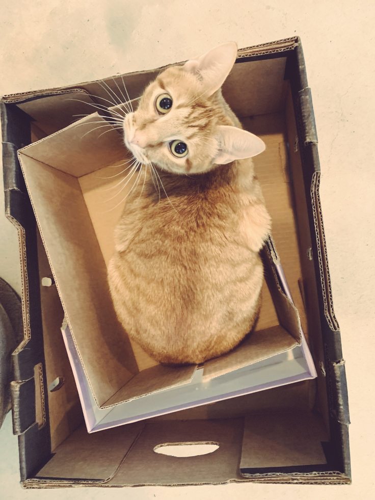 Espero que você goste do presente, eu achei ele perdido por aí e achei que vocês dois se dariam bem 😺😽