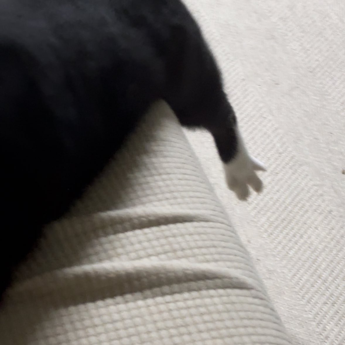 순간포착 세상에 이런 냥발이